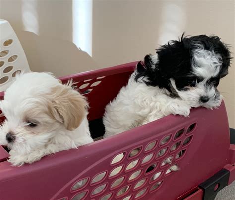 We've connected loving homes to reputable breeders since 2003 and we want to help you find the puppy your whole family will love. . Puppies for sale minneapolis